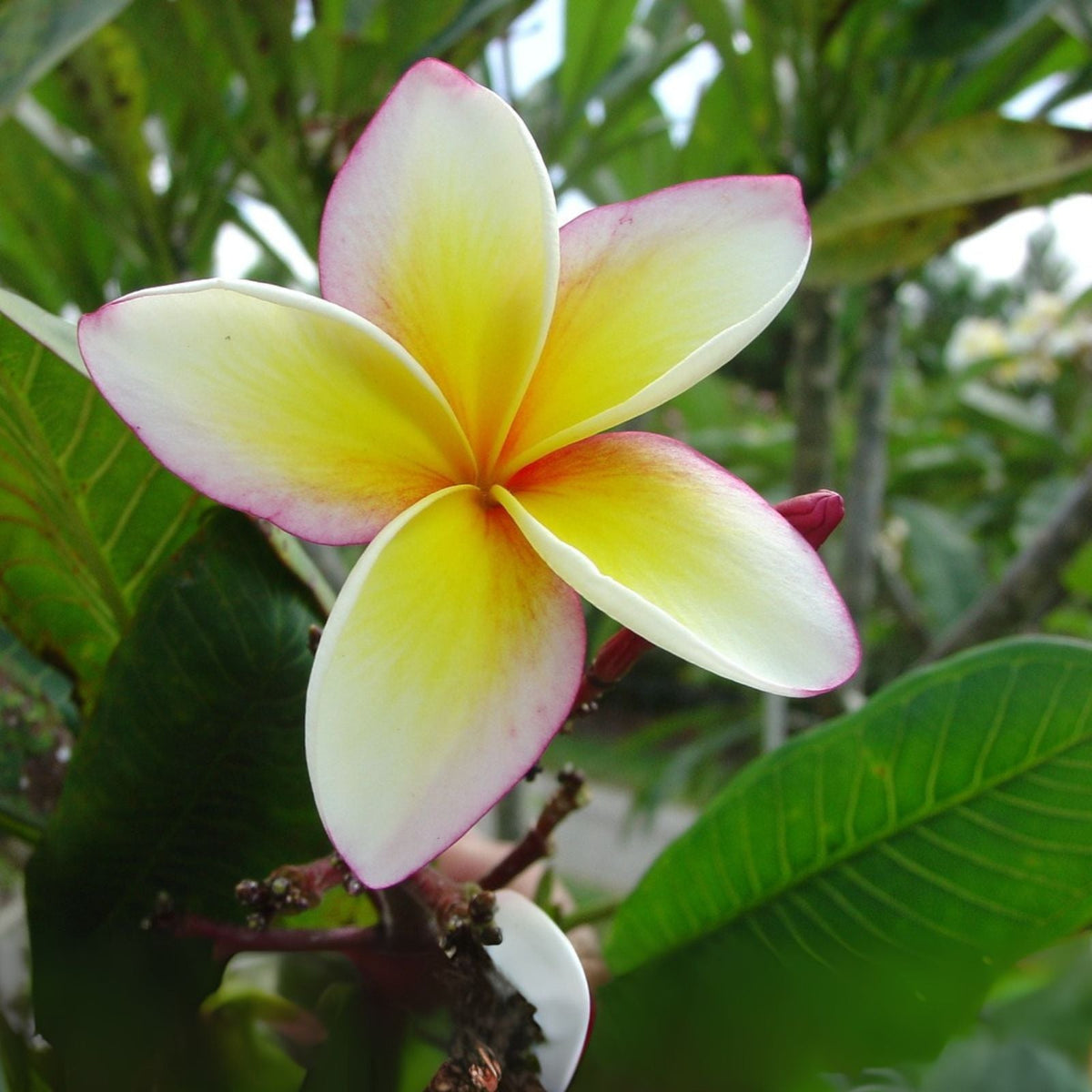 Yellow Plumeria Cutting 10 Inch Unrooted x3 - Frangipani Starter Plant for Garden or Indoor Use