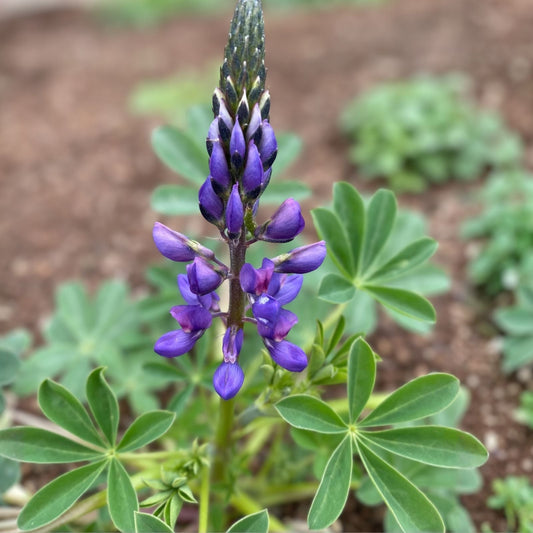 Arroyo Lupine Seeds 25+ | Purple Flowers | Lupinus succulentus | Wildflower Seeds for Garden & Landscaping