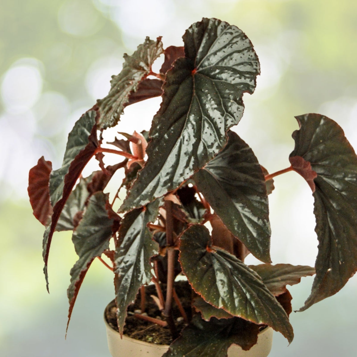 Linda Dawn Begonia Live Plant 4in | Rare Pink Flowering Begonia | Easy Care Indoor/Outdoor Perennial Plant