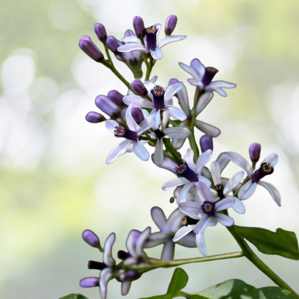 Persian Lilac Seeds | 30 Count | Fast Growing Sacred Tree | Melia azedarach | Free US Shipping