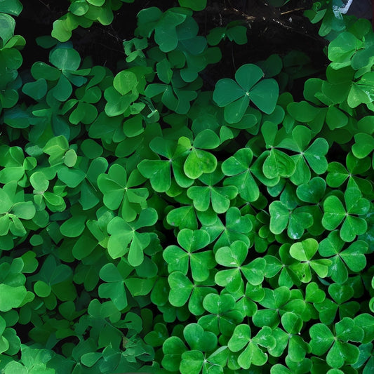 White Clover Seeds for Planting - 1,000 Easy to Grow Lucky Grass Seeds - Trifolium repens