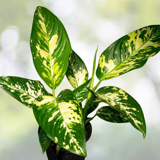 Dieffenbachia Plant 3 Gallon Pot Easy-Care Indoor Variety Bright Indirect Sunlight Dieffenbachia seguine