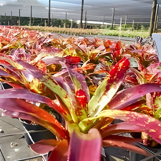 Neoregelia Paprika Plant in 6" Pot - Burgundy Red Foliage with Yellow Splotches - Neoregelia Species for Landscape