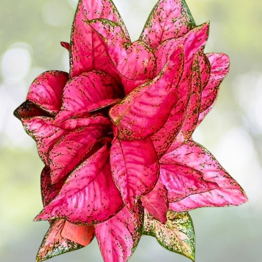 Aglaonema Siam Ruby Plant - 3 Gallon Pot - Tropical Houseplant - Aglaonema commutatum - Vibrant Indoor Foliage Plant