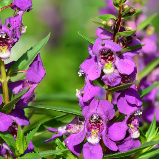 Vibrant Angelonia Plant 6" Pot Summer Snapdragon Angelonia angustifolia - Heat-Tolerant Flowers for Gardens & Containers
