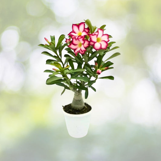 Desert Rose Plant 4” Pot Trichodiadema Densum Flowering Succulent Colorful Foliage Indoor Garden Decor