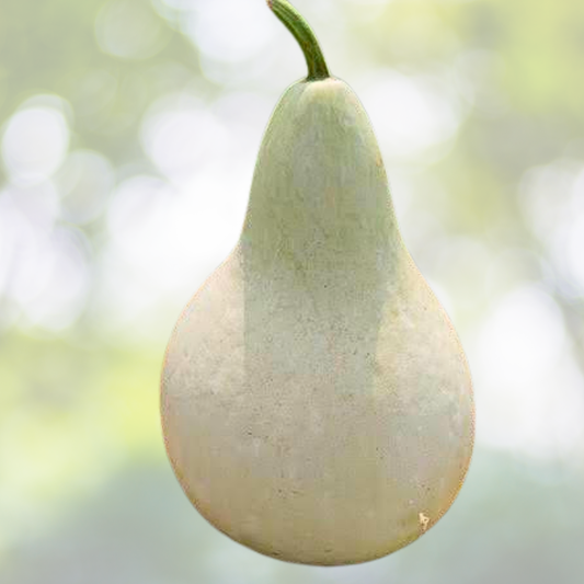 Birdhouse Gourd Seeds Mix - Speckled Swan Variety - 50 Seeds per Pack - Ideal for DIY Martinhouses