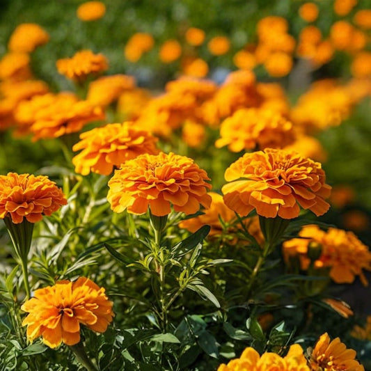 Bi Color Marigold Plant 4.33 in Pot Orange Yellow Tagetes - Vibrant Blooming Flowers for Gardens and Landscapes
