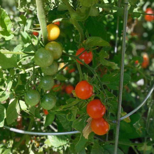 Sungold Orange Cherry Tomato Seeds - 10 Seeds - Heavy Producer - Solanum lycopersicum