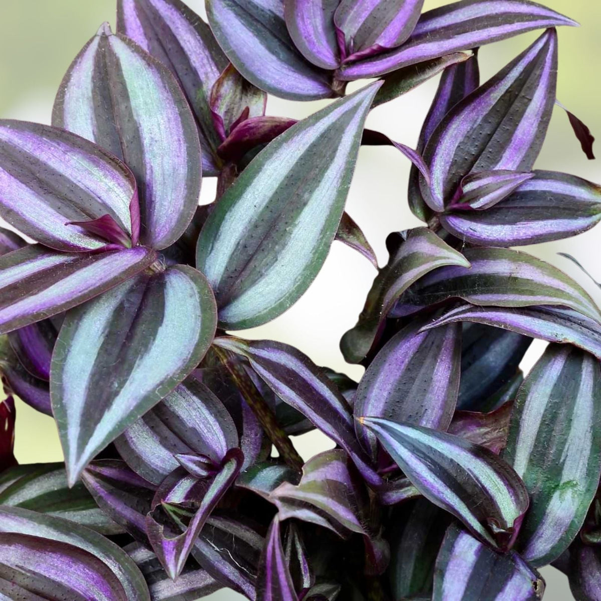 Zebrina Silver Wandering Jew Cuttings – Tradescantia – 5 Pack in 2" or 4" Pots – Easy Care Houseplant