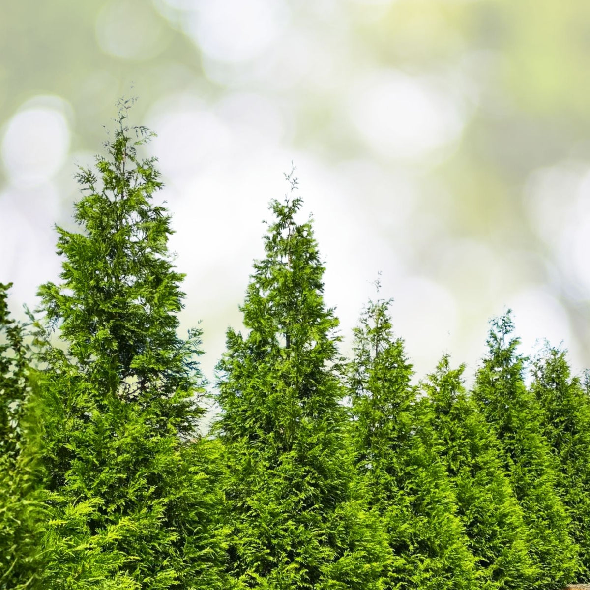 30 Green Giant Arborvitae Trees - Thuja Plicata - Evergreen Privacy Shrubs - Fast Growing - Bare Root