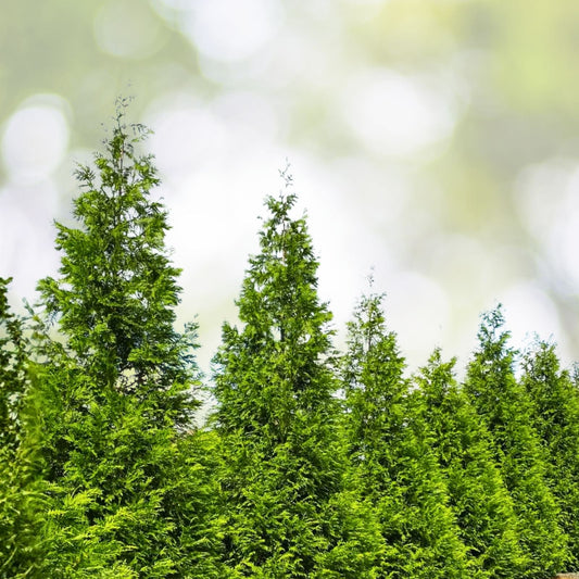 30 Green Giant Arborvitae Trees - Thuja Plicata - Evergreen Privacy Shrubs - Fast Growing - Bare Root