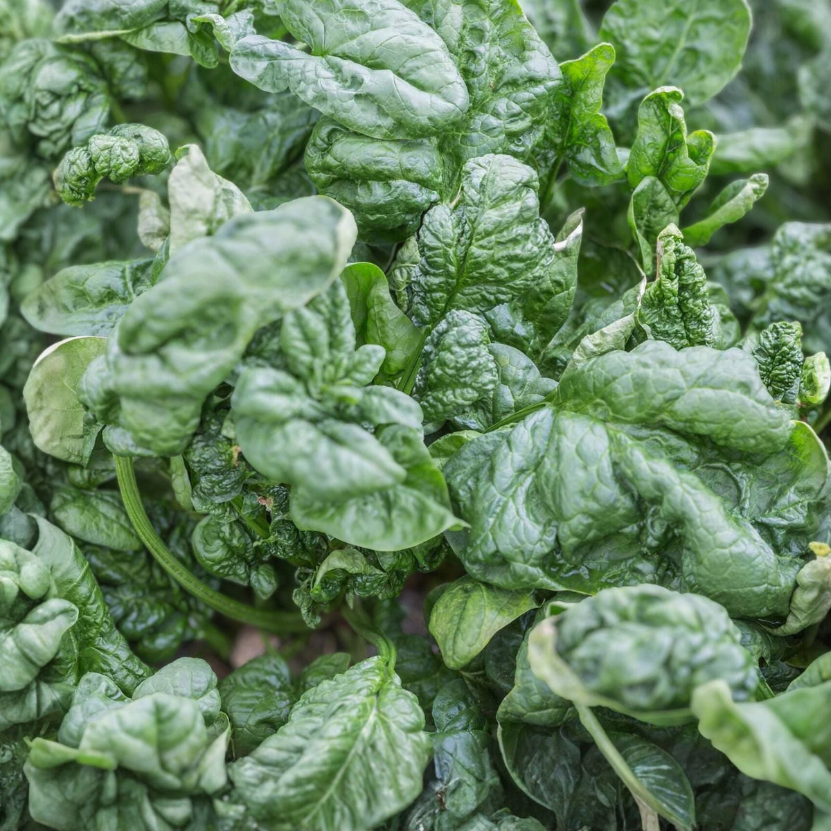 Spinach Seeds 100 Count Bloomsdale Long Standing Heirloom Non-GMO Spinacia oleracea Vegetable Gardening