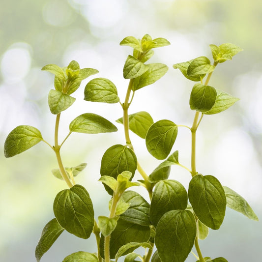 Italian Oregano Seeds | NON-GMO Heirloom | Fresh Garden Seeds | Origanum vulgare subsp. hirtum