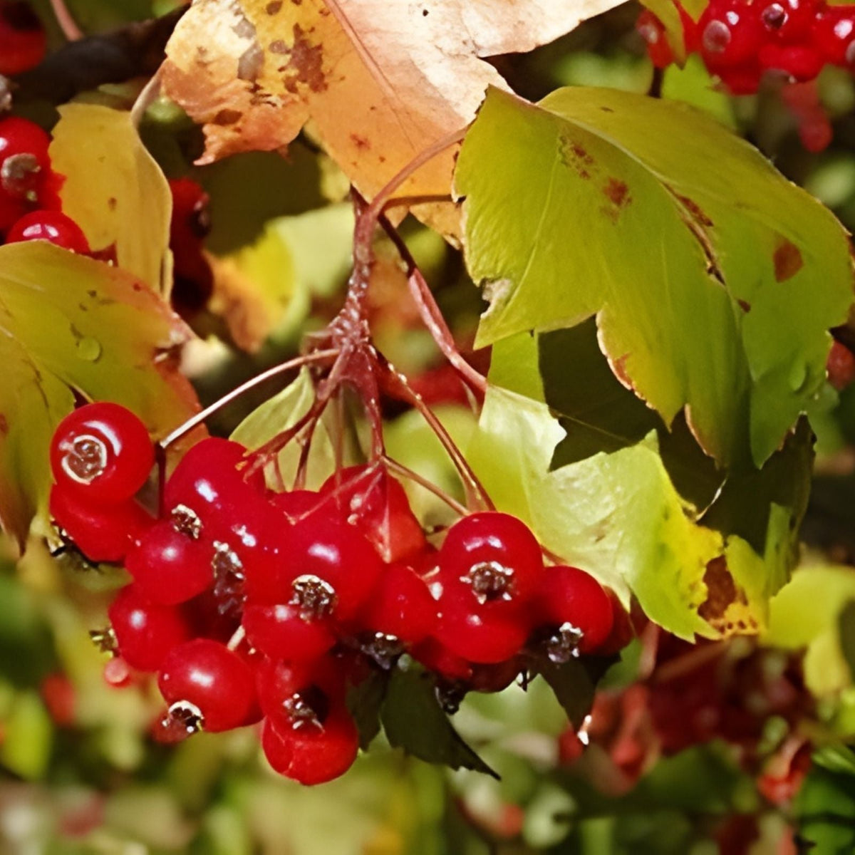 Washington Hawthorn Tree Live Plant 18-24 Inches Bare Root, Crataegus phaenopyrum, Landscaping and Garden Tree