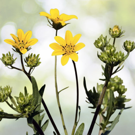 Engelmann's Daisy Seeds - 25+ Seeds - Engelmannia peristenia - Native Wildflower - Free Shipping - US Seller