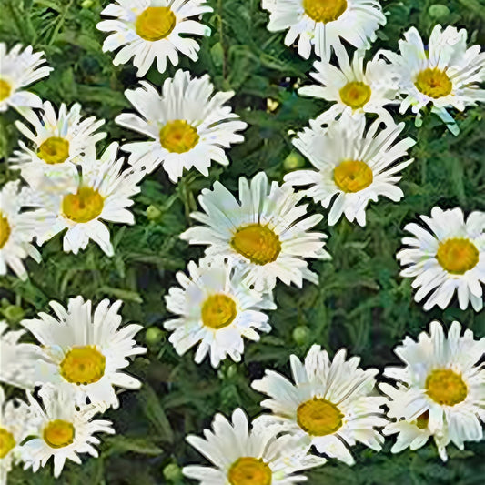 Shasta Daisy Seeds 100 Count Bright White and Yellow Flowers Leucanthemum × superbum Gardening Seeds