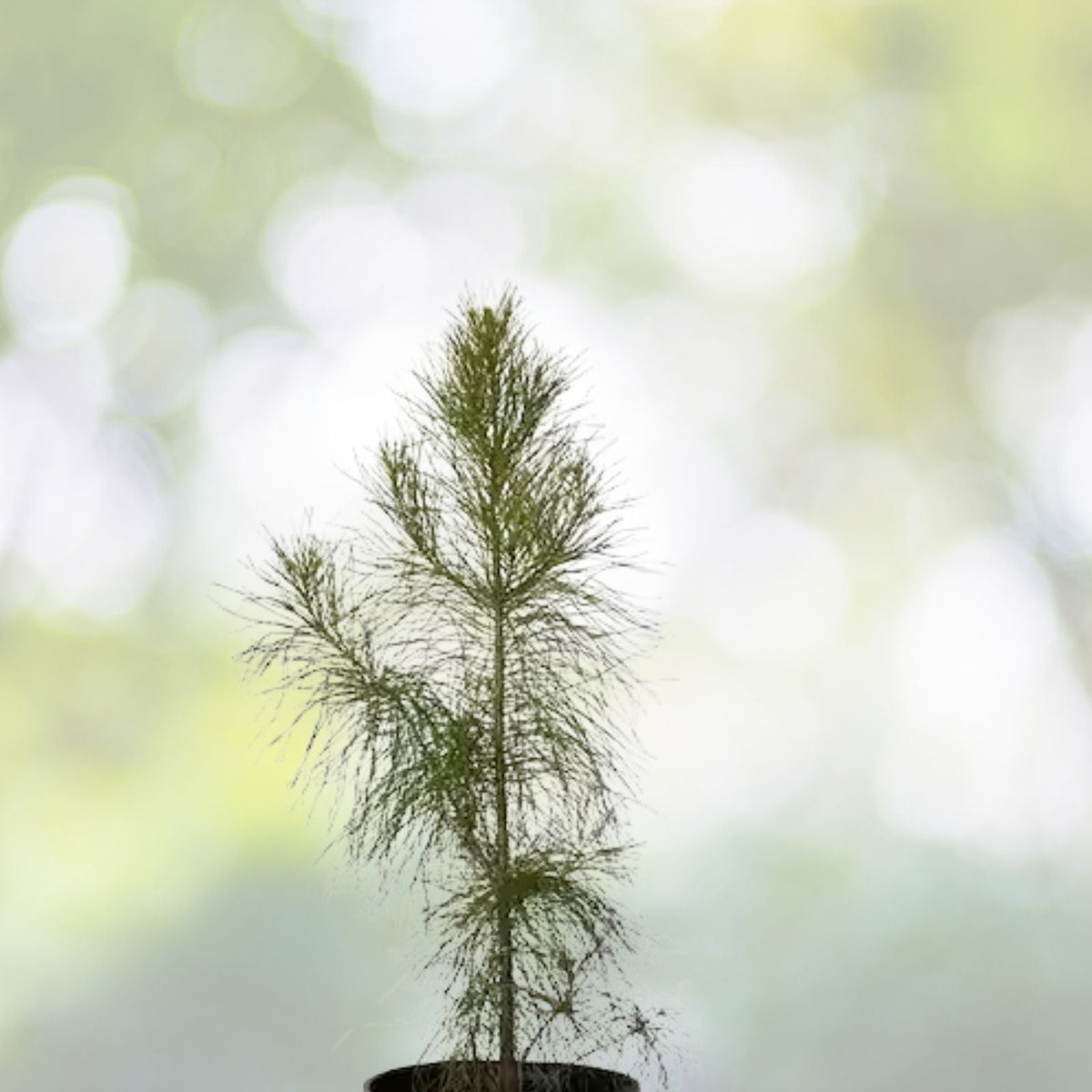 Loblolly Pine Seedlings 1ft - Evergreen Fast-Growing Pinus Taeda - Southern USA Native - 3 Live Plants