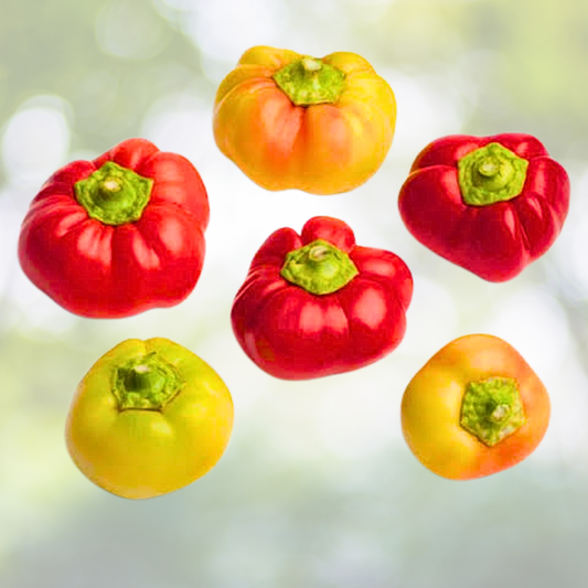 Pepper Seeds - 30 Non-GMO Alma Paprika for Drying, Grinding, Seasoning - Capsicum Annuum