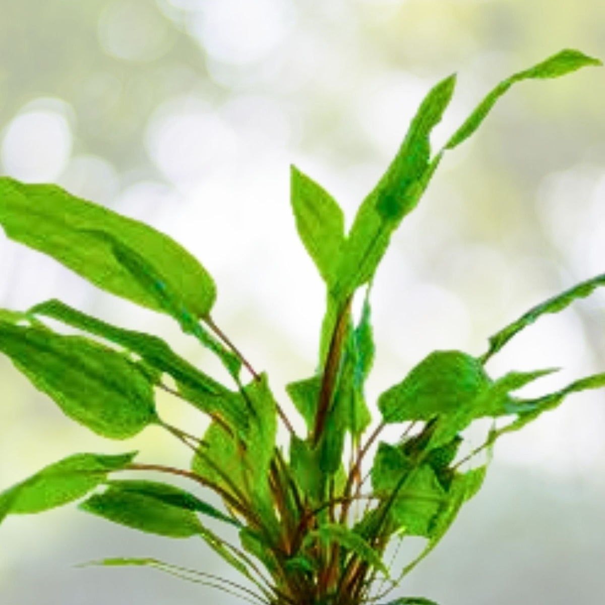 Cryptocoryne Wendtii 'Green' - Live Freshwater Aquarium Plant - Easy Care Aquatic Plant for Fish Tanks - Cryptocoryne Wendtii