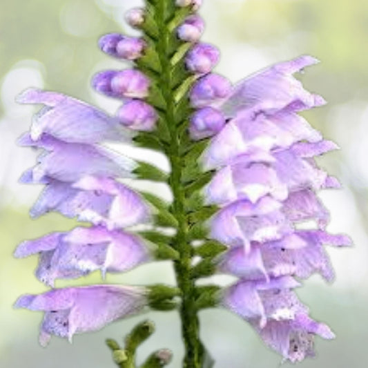 Obedient Plant Seeds - Pre-Stratified 25+ Seeds - Physostegia virginiana - Free Shipping