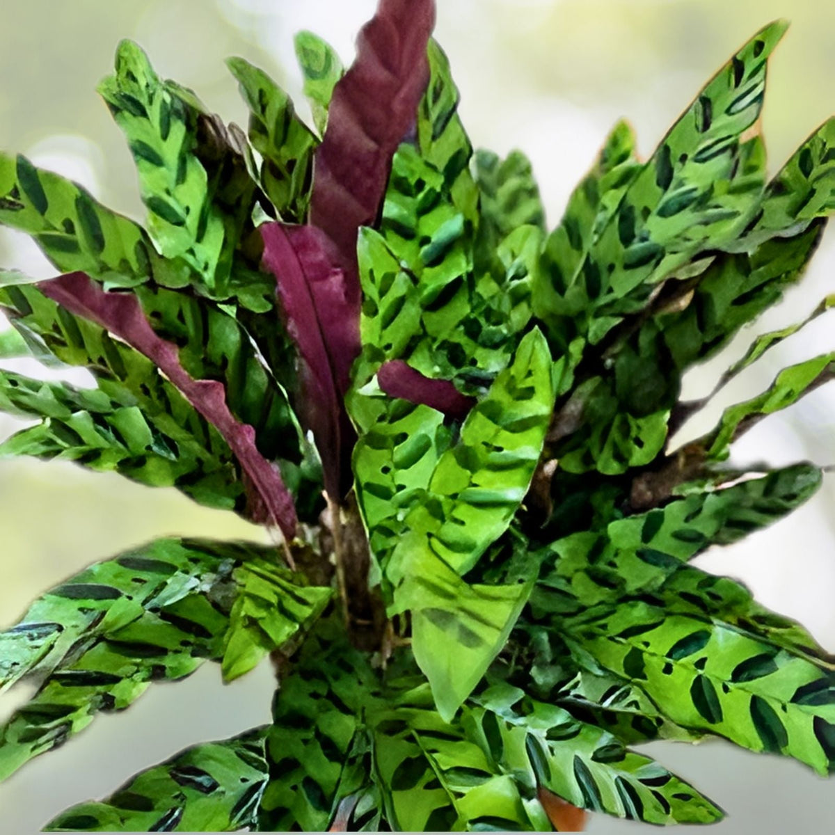 Calathea Lancifolia Rattlesnake Plant in 6" Pot - Easy Care Indoor Houseplant, Calathea sp.