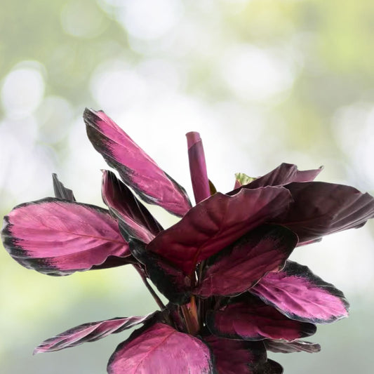 Live Plant - 14" Lavender Pink Dark Maroon - (Scientific Name)
