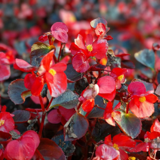 Candy Floss Begonia Seeds 45 or 125 Non-GMO Flower Seeds Beautiful Floral Variety Begonia semperflorens