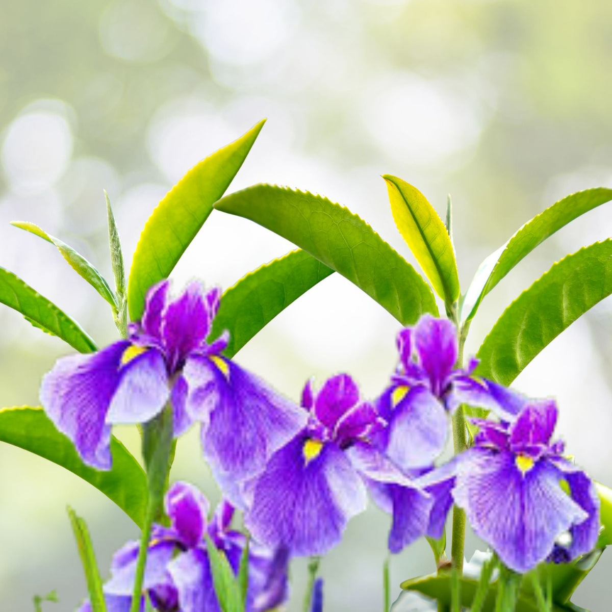 Purple Iris Bulbs   5 Rhizomes for Planting   Easy to Grow Perennial Iris   Iris germanica