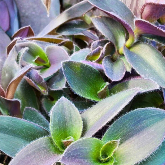 Tradescantia Plant 4" Pot Purple Fuzzy Leaves Velvet Texture Tradescantia pallida 'Pale Puma' Indoor Outdoor Garden