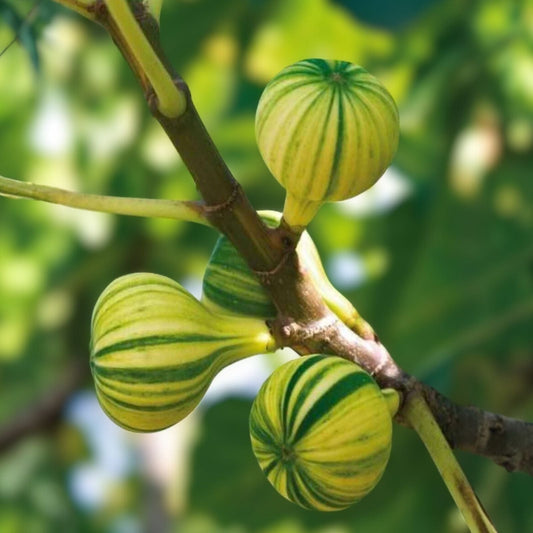 Tiger Fig Cuttings Panache Variety Ficus carica Variegated Figs for Home Gardening and Plant Enthusiasts