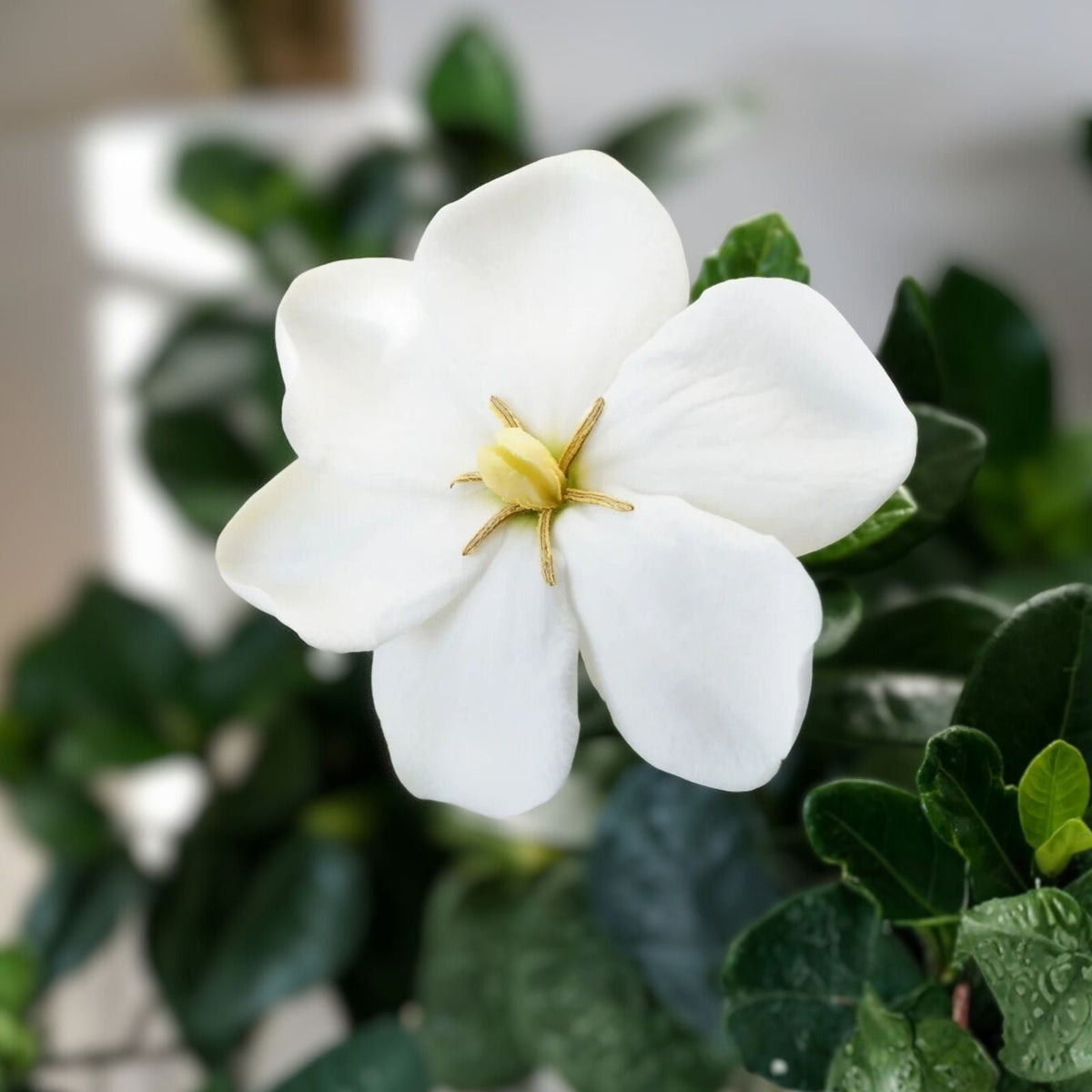 Kleim's Hardy Gardenia Live Plant - 6-10 Inches - Fragrant Evergreen Dwarf Gardenia jasminoides 'Kleim's Hardy'