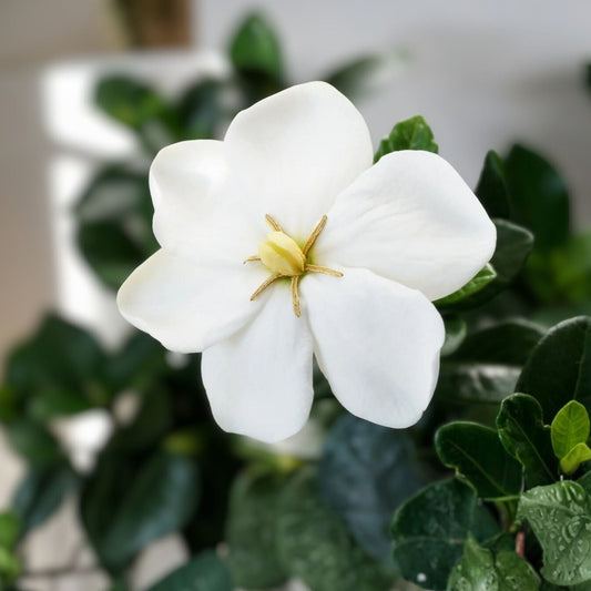 Kleim's Hardy Gardenia Live Plant - 6-10 Inches - Fragrant Evergreen Dwarf Gardenia jasminoides 'Kleim's Hardy'
