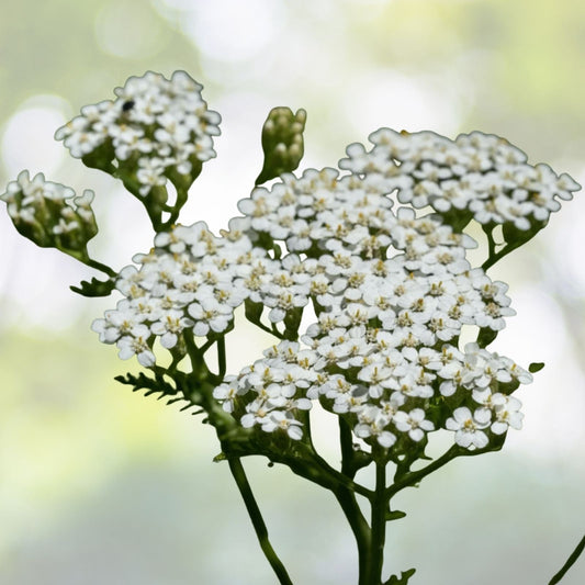 White Yarrow Seeds | Heirloom NON-GMO | Fresh Garden Seeds | Achillea millefolium