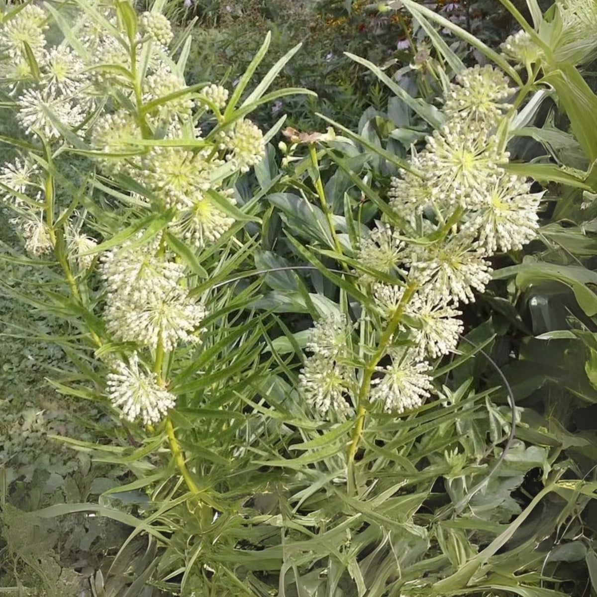 Tall Green Milkweed Seeds (50 Seeds) - Asclepias hirtella - Native Pollinator Planting