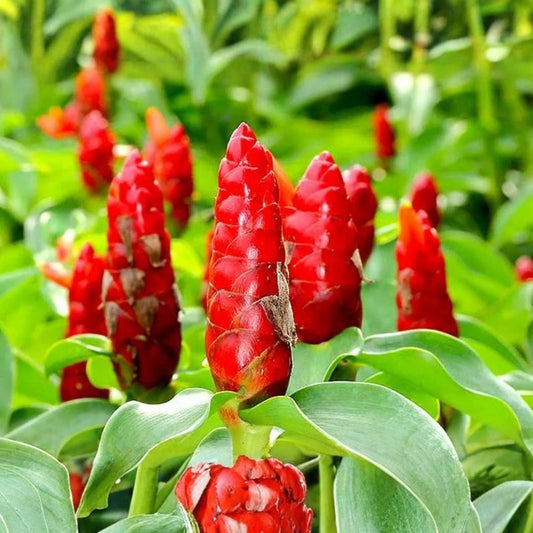 Spiral Ginger Plants - 6-10" Organic Rhizomes - Costus barbatus - 2 Rooted Plants - Tropical Indoor Garden Plant