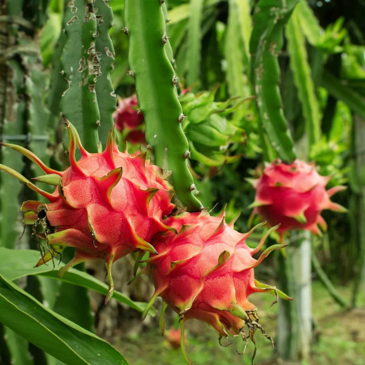 5 Pcs Dragon Fruit Cuttings 8” White Pitaya Cactus Hylocereus undatus Fresh No Root for Planting