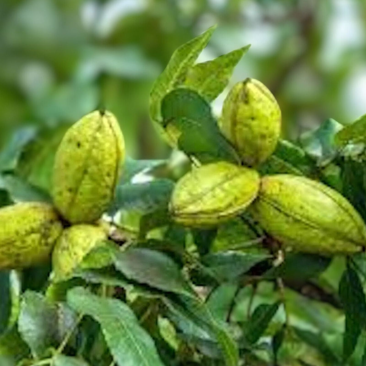 Hardy Pecan Tree 12-24in Bare Root Carya illinoinensis Edible Nuts North American Native