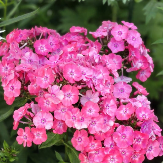Tall Phlox Live Perennial Plants - 16in+ Mixed Colors - Phlox paniculata - Organic, Pesticide-Free, Bulk Pack (10+)
