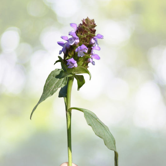 200 Bulk Medicinal Herb Seeds - Self-Heal, All-Heal (Prunella Vulgaris) - Heal All Variety for Natural Remedies