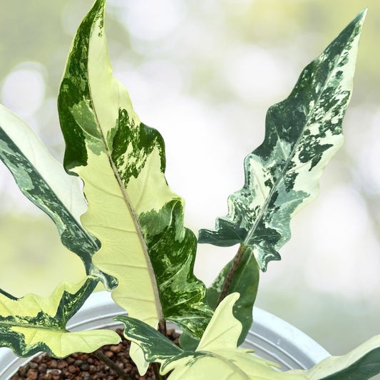 Alocasia Lauterbachiana Potted Plant - 7 Inch Pot - Rare Elephant Ear - Tropical Houseplant (Alocasia Lauterbachiana)