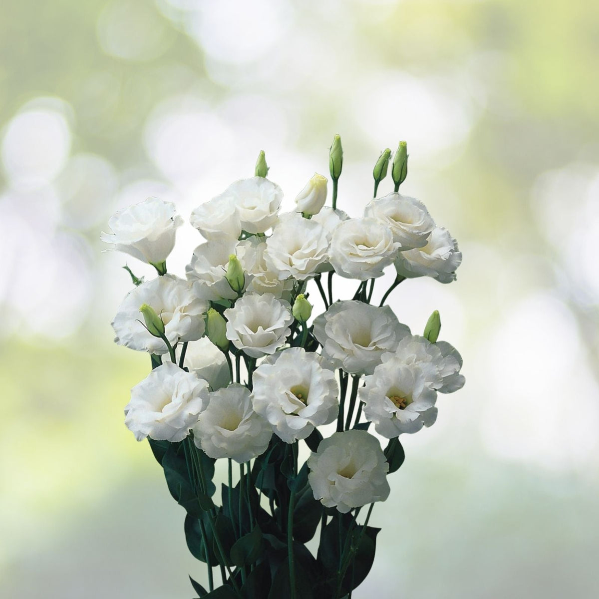 Sweet Muse Lisianthus Seeds 125-5000 Count Non-GMO Heirloom Flower Eustoma grandiflorum