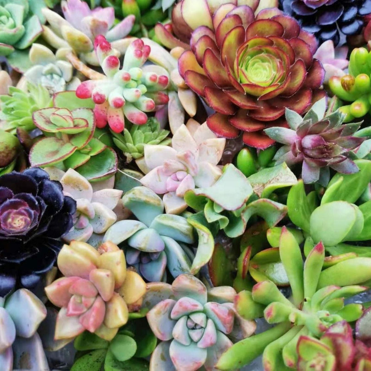 Fresh Succulent Cuttings Assortment - 6 Unique Varieties + Bonus - Perfect for DIY Arrangements and Plant Lovers
