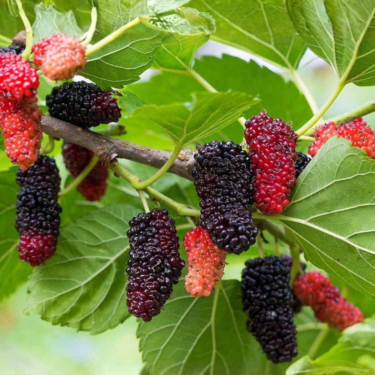 Texas Mulberry Tree Cuttings 12+ Unrooted 7-10 inches Morus microphylla for Planting and Gardening
