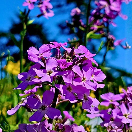 Dame's Rocket Seeds - 100+ Freshly Harvested - Hesperis matronalis - Wildflower Seeds for Gardens and Pollinator Attraction