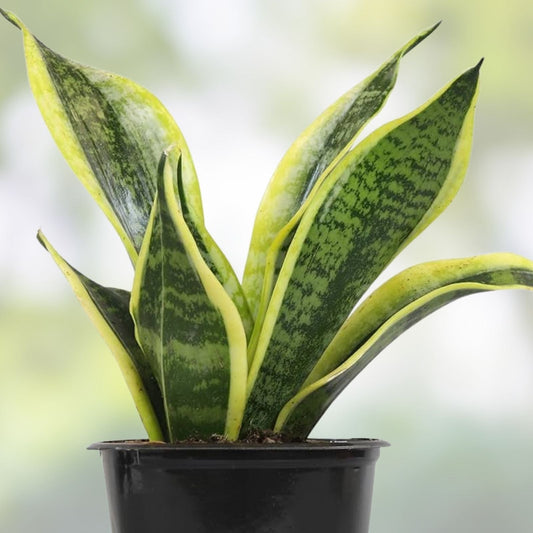 Silver Serpent Vine Rooted Plant | Glossy Green & Silver-Backed Leaves | Smilax glauca | Rare Houseplant