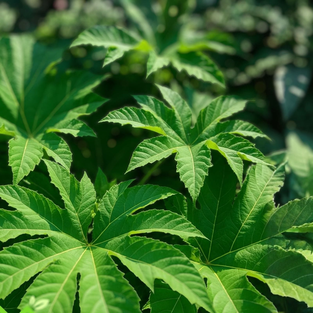 Giant Rice Paper Plant Seeds - 5 Seeds - Tetrapanax papyrifer - Tropical Foliage Garden Starter