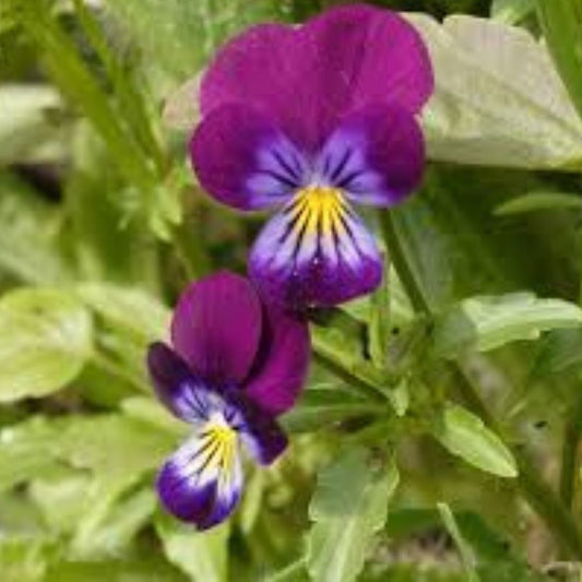 Johnny Jump Ups Seeds 200 Organic Viola Tricolor Seeds USA Grown Free Shipping