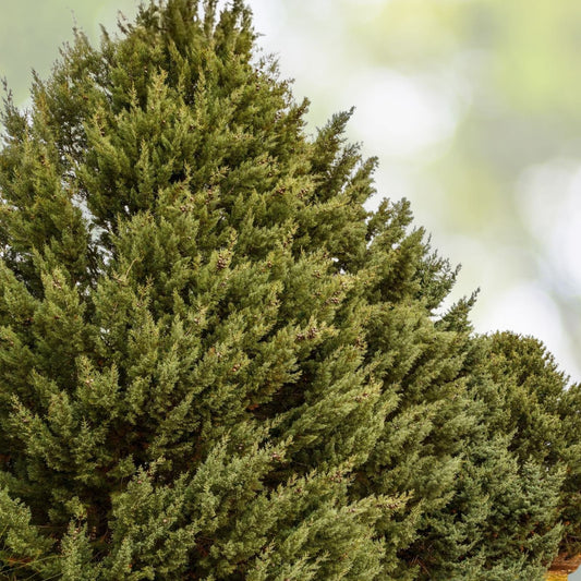 Murray Cypress Trees - 10 Live Plants - Evergreen Privacy Screen - Cupressus macrocarpa - 30-40 ft