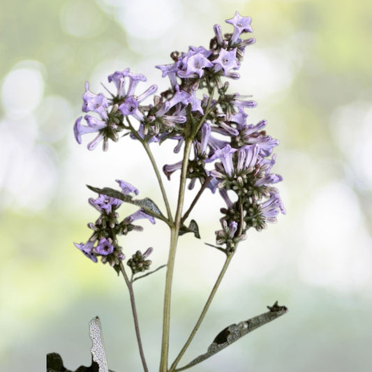 Yerba Santa Seeds - Organic Herbal Eriodictyon californicum - 20+ Seeds for Planting - Free Shipping